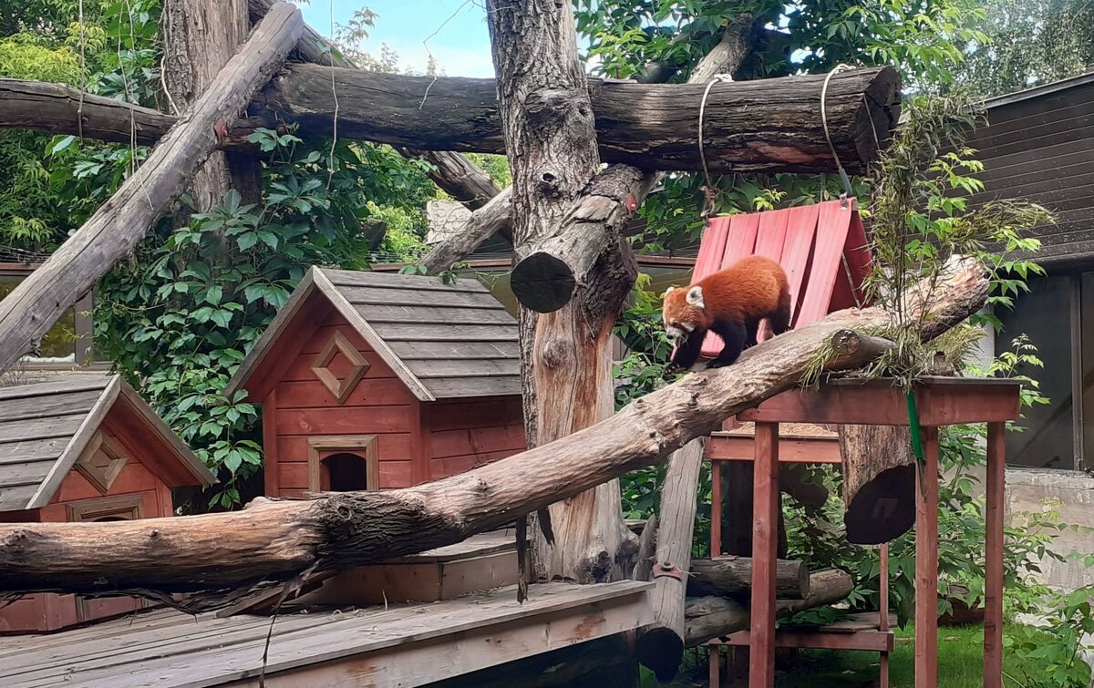 Красная панда в московском зоопарке - Елена 