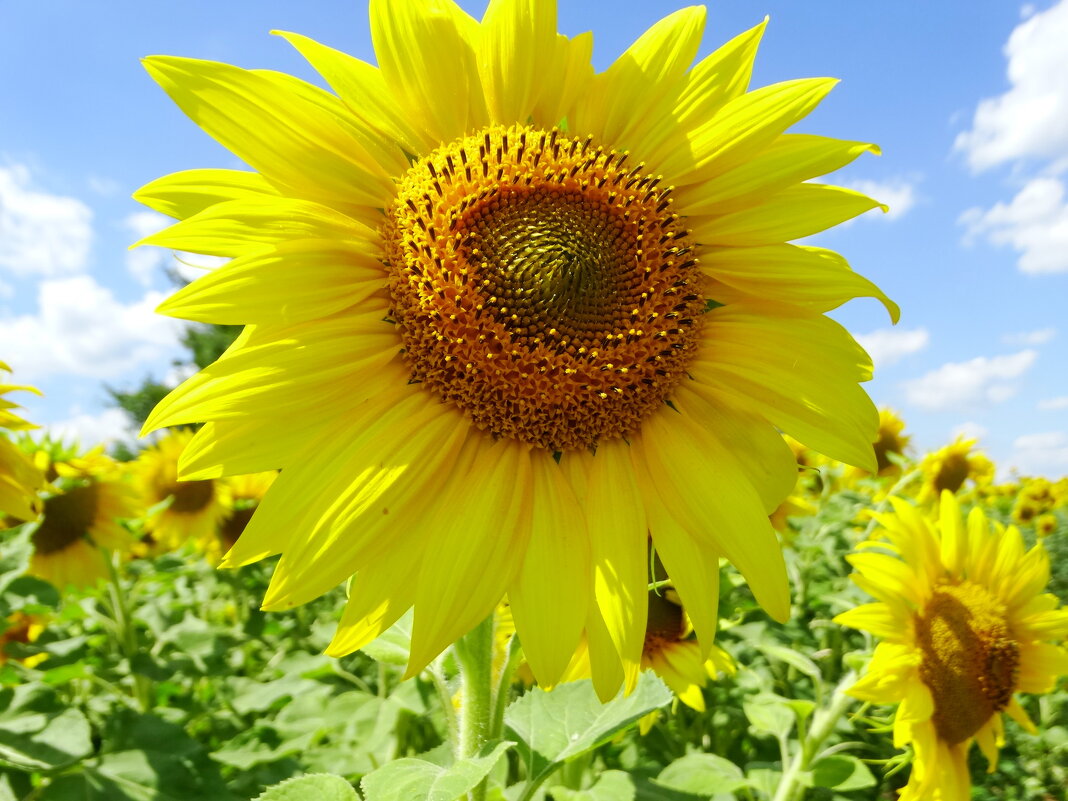 Солнечный цветок - ivan 