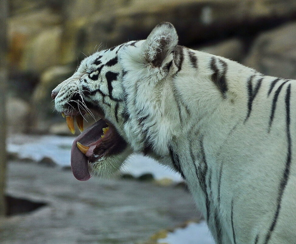 Белый тигр - Сергей Дружаев