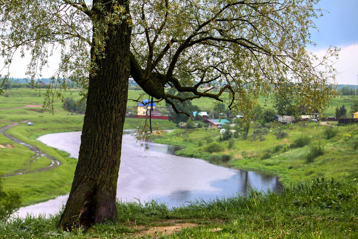 Дерево - Денис Матвеев