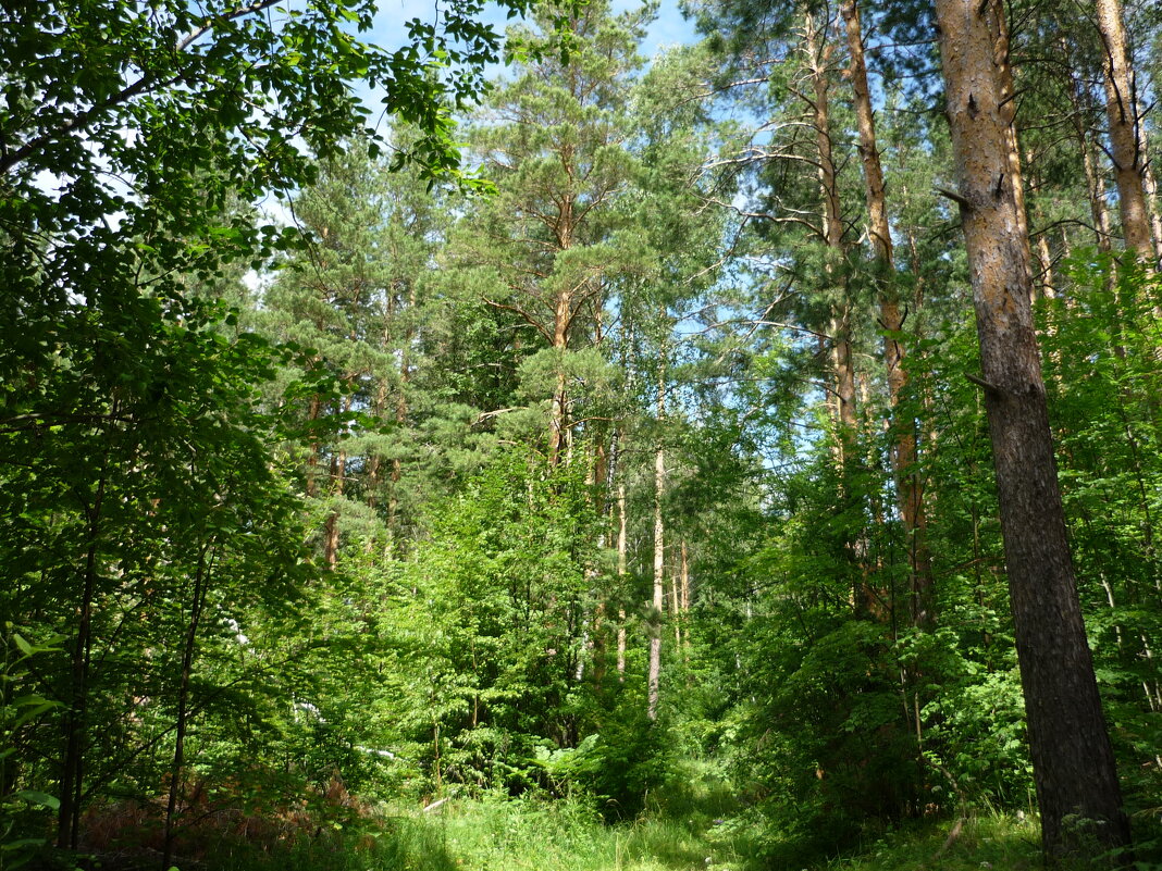 Лес в июле... - Ольга 