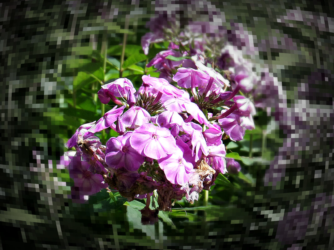 Цветы августа - MarinaKiseleva 