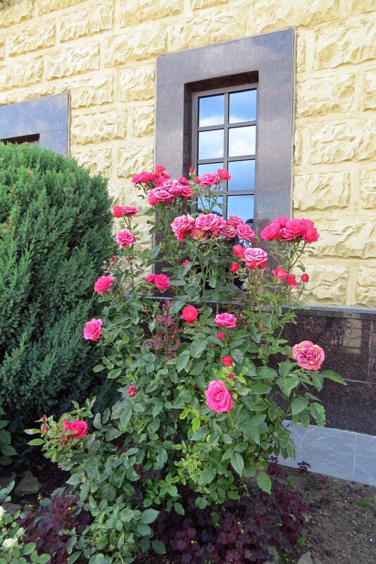 Розы у окна ресторана - Вера Щукина