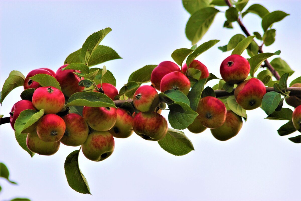 Гроздья душистые яблок сибирских... - Василий 