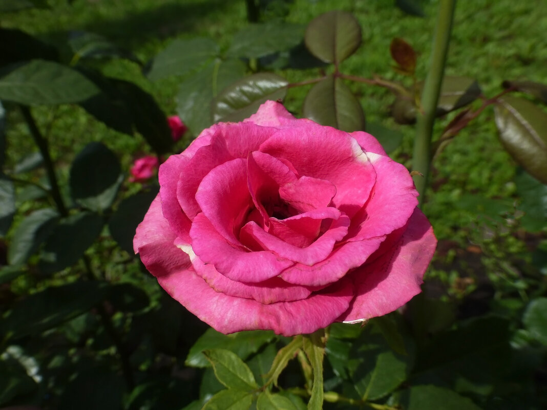 Розы в августе - Наиля 