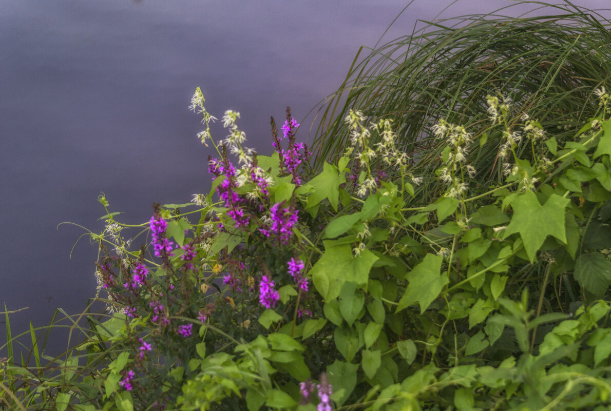 Цветы по берегу пруда - Сергей Цветков
