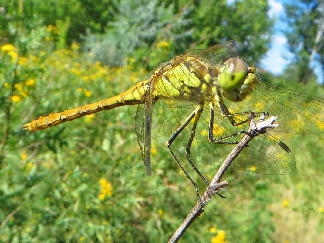 Sympetrum vulgatum - Симпетрум обыкновенный - ivan 