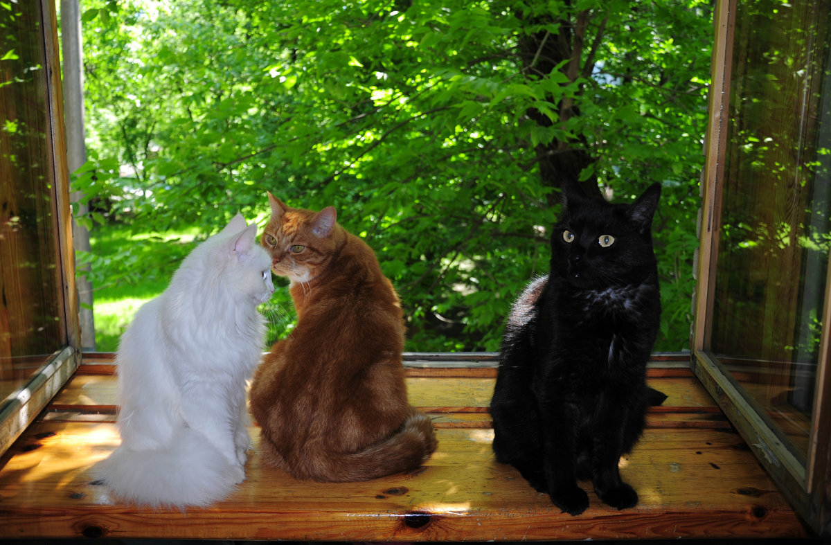 Сегодня, 8 августа, Всемирный день кошек! С днём кошек!!! - Виталий Виницкий