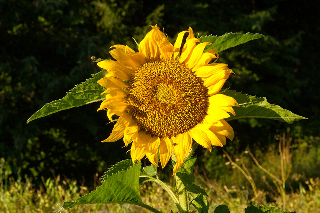 солнечный цветок - vladimir 