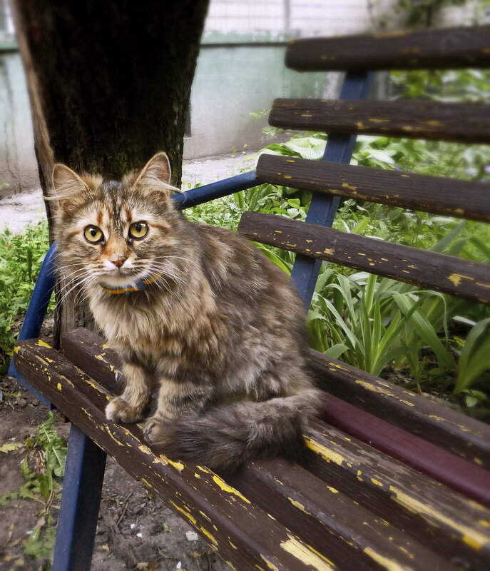 Нет мышей… кот сел на стул - dana smirnova