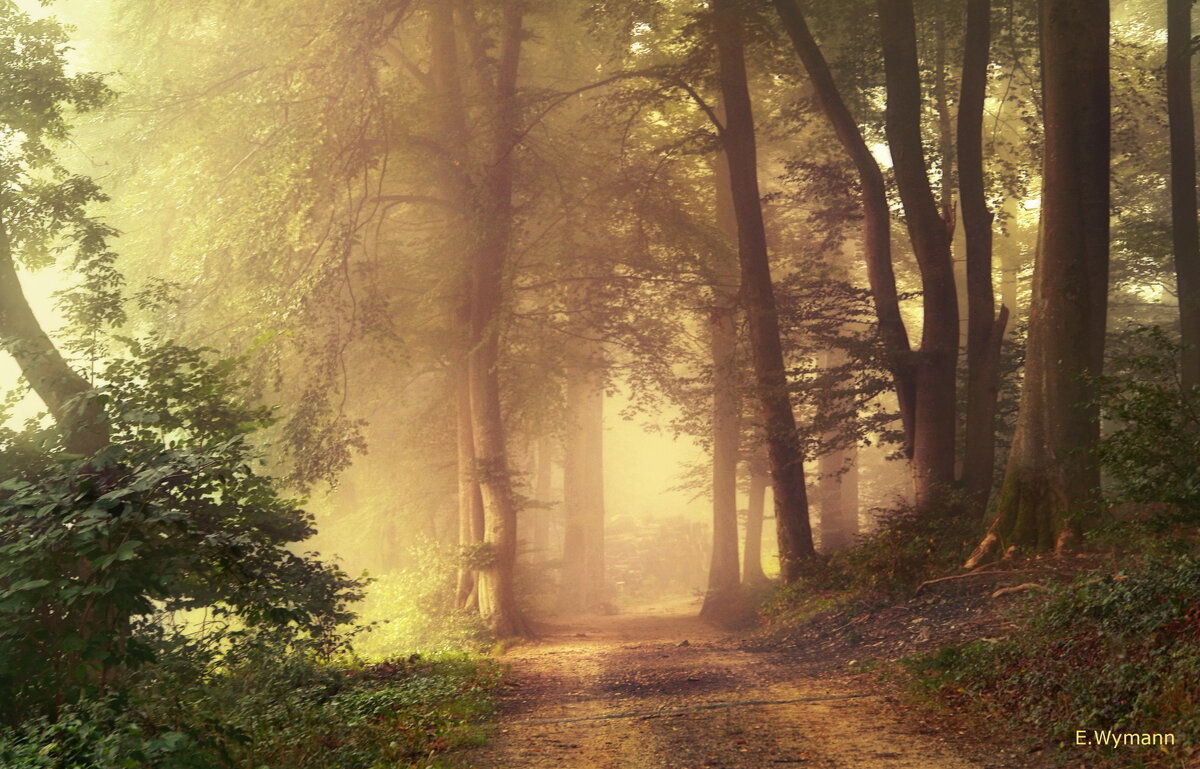 туман в летнем лесу - Elena Wymann