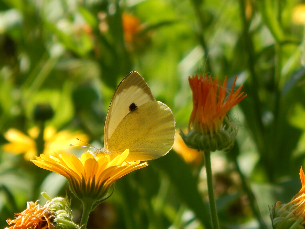 бабочка цветок - Alisa Koteva 