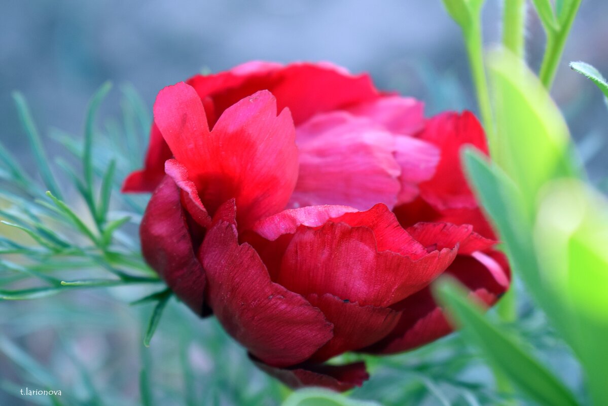 Красный цветок - Татьяна Ларионова