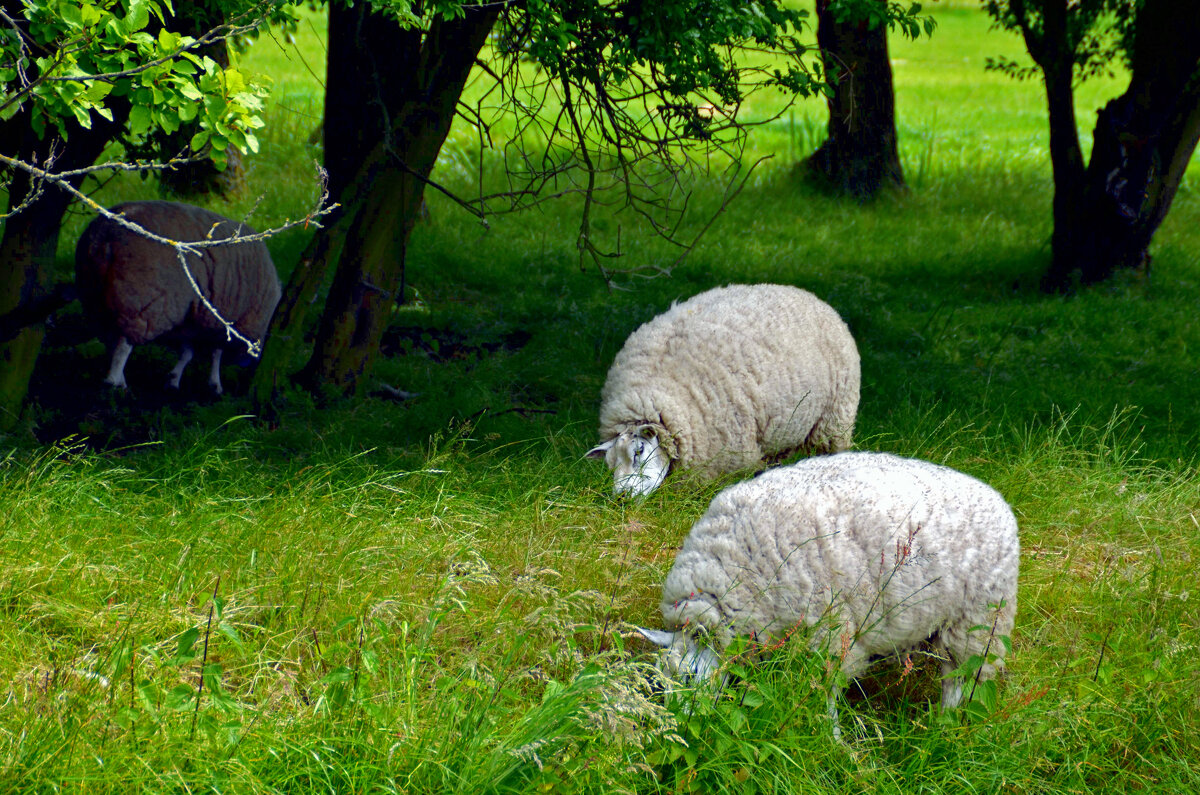 Голландские овечки - Нина Синица