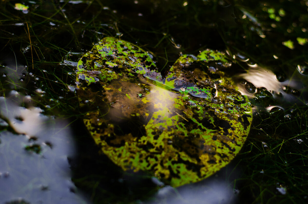 heart of the forest - The heirs of Old Delhi Rain