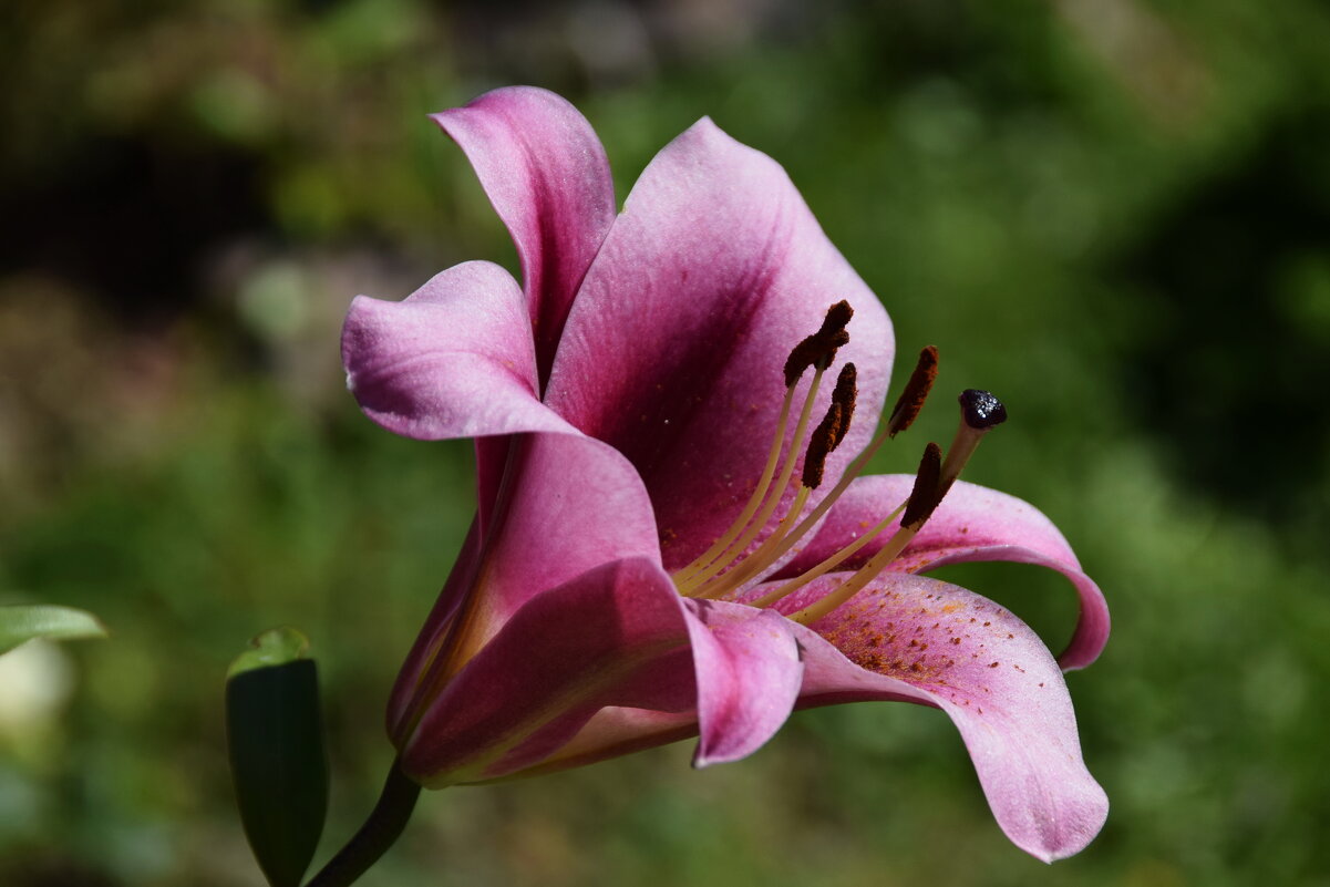 Лилия - цветок  коварства и любви, чувственен, красив, изящен, нежен. - Galina Leskova