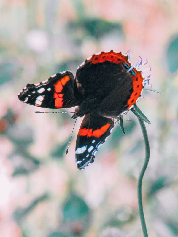 Butterfly - Виктория Писаренко