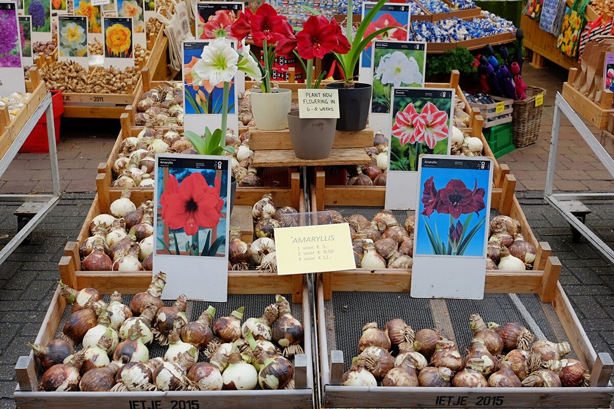 Bloemenmarkt Цветочный рынок Амстердам Нидерланды - wea *