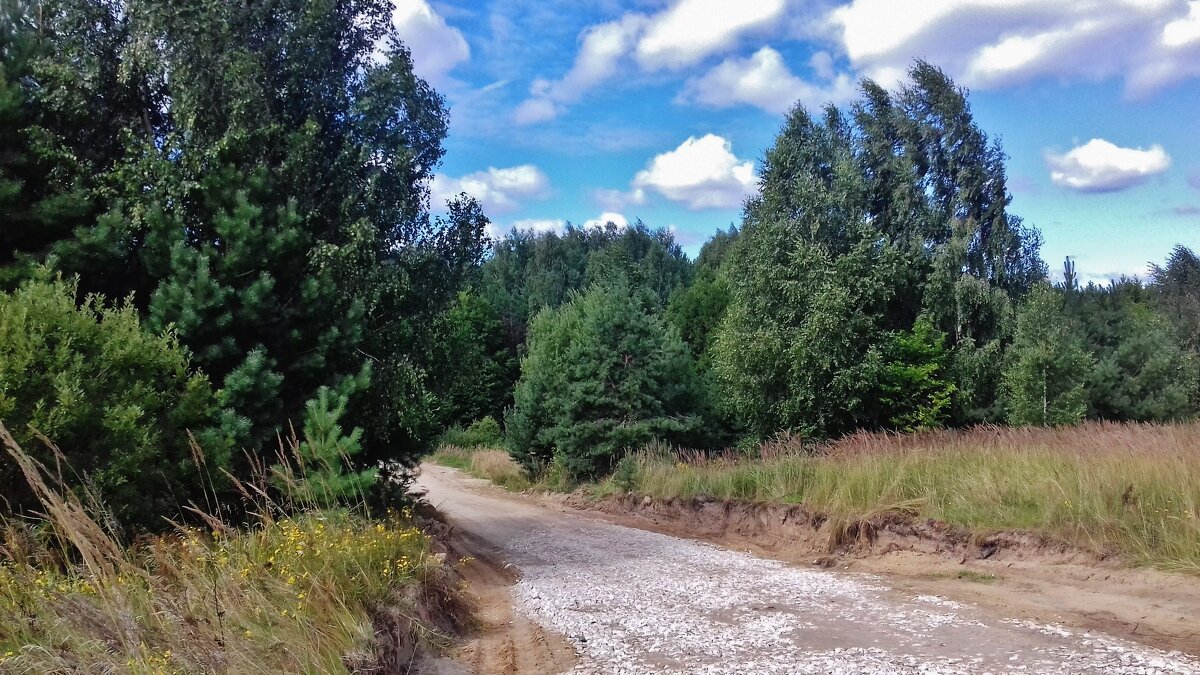 дорога в лес - Владимир 