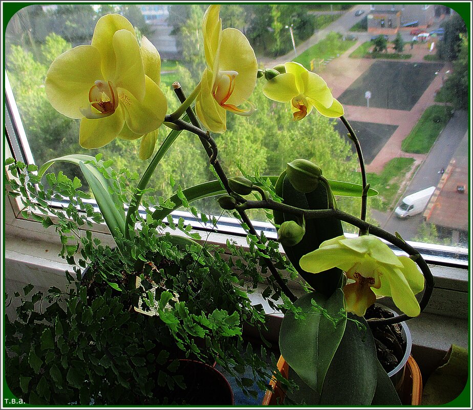 Желтая орхидея - Вера 