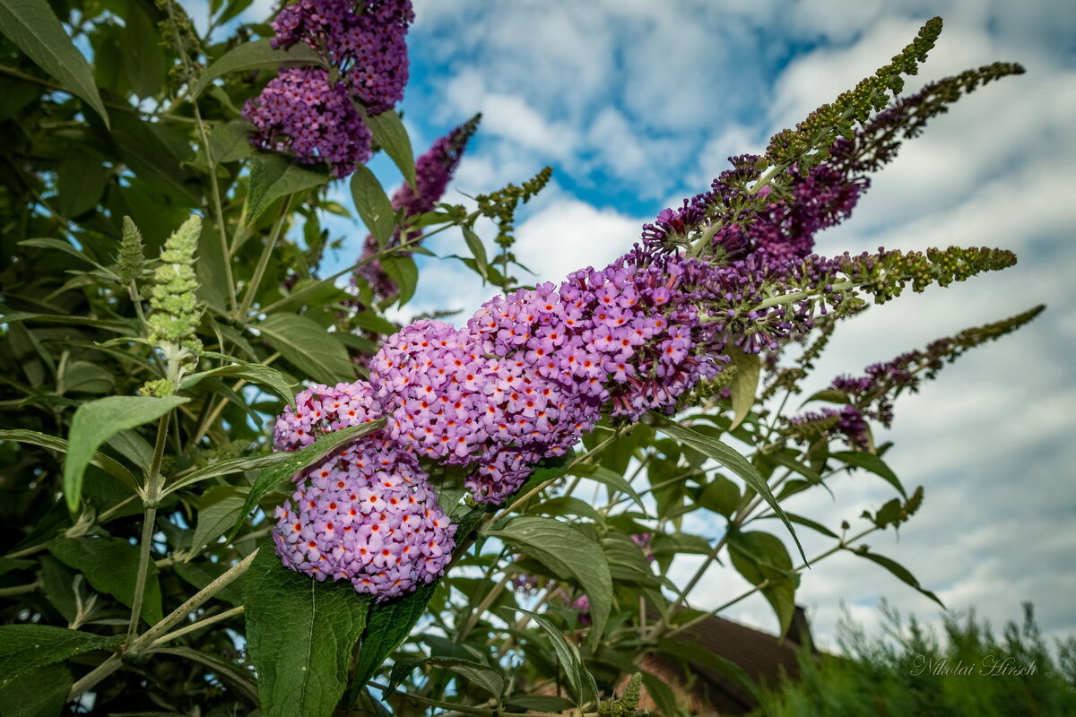 *** - Николай Гирш