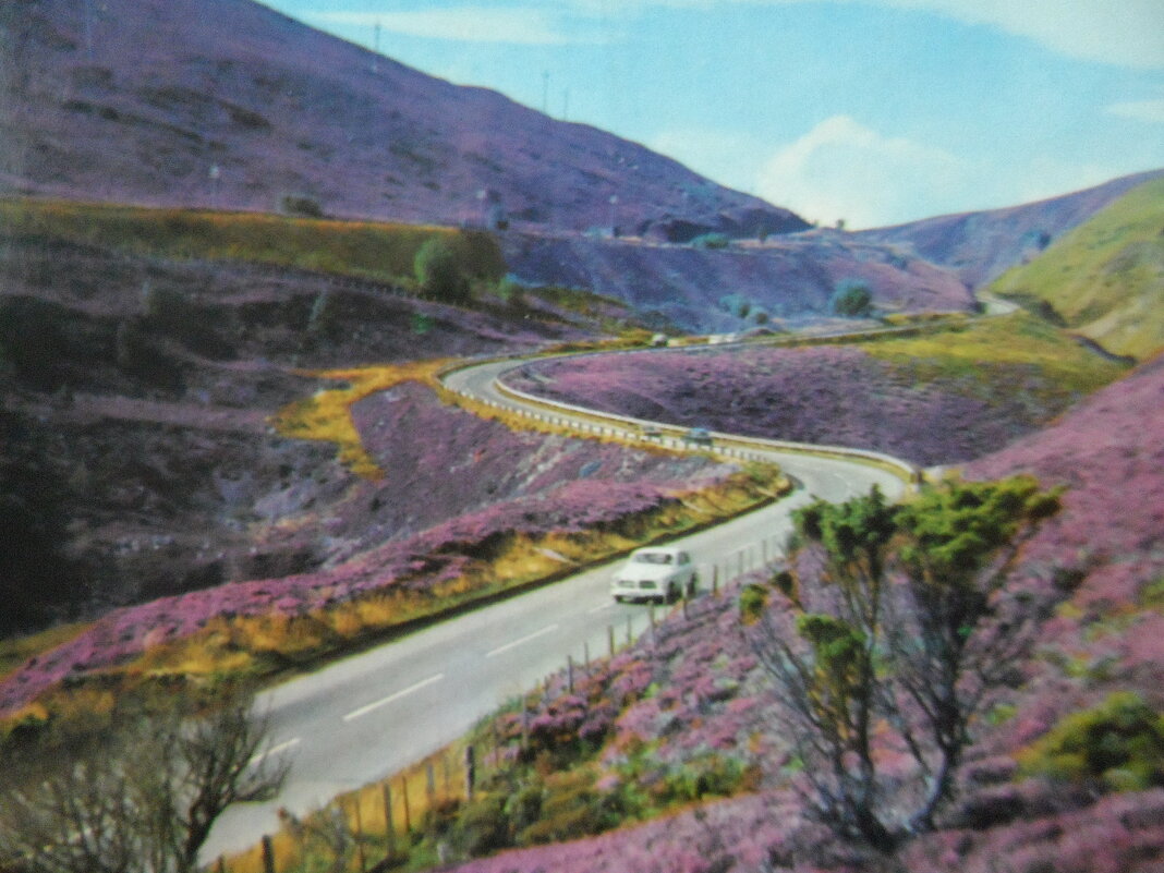 Вересковые цветущие поля в Шотландии - Галина 