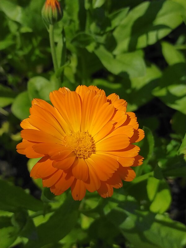 Цветок календулы - оранжевое чудо - Yulia Raspopova