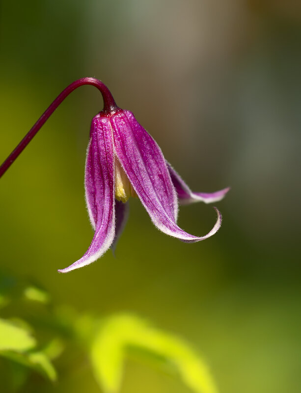 clematis - Zinovi Seniak