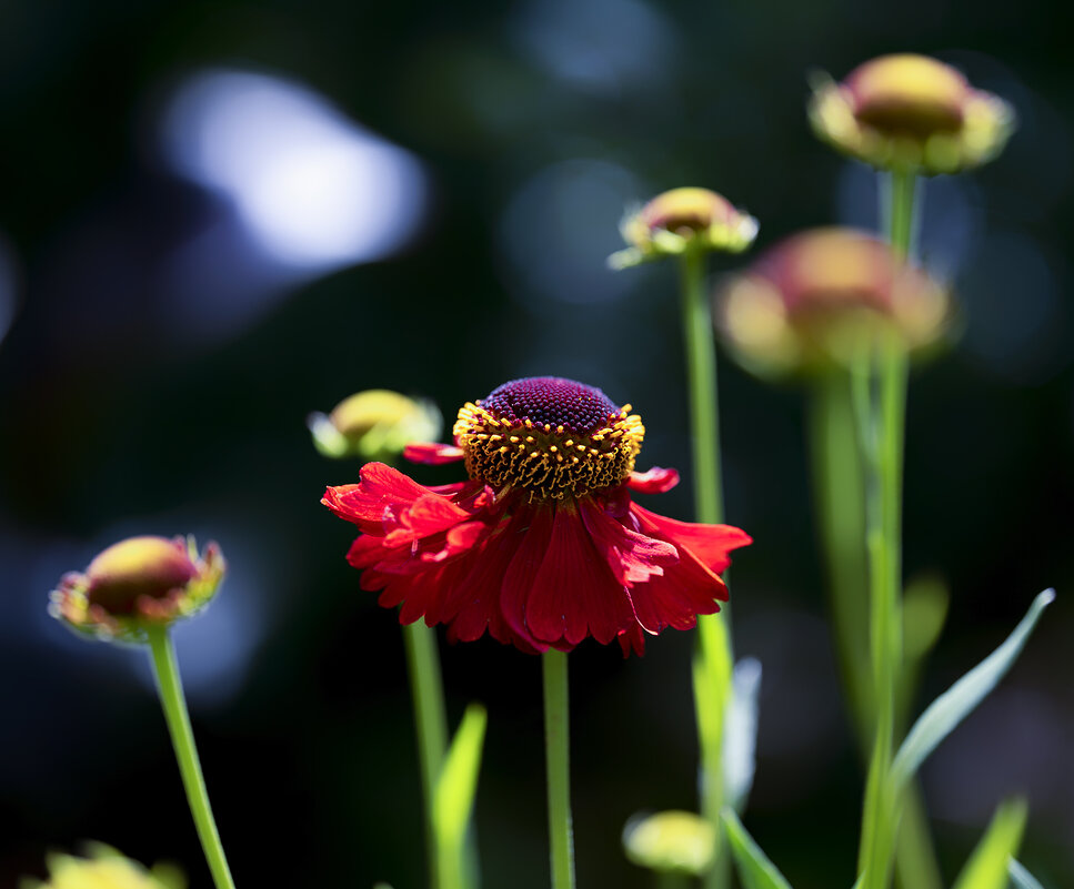 helenium - Zinovi Seniak