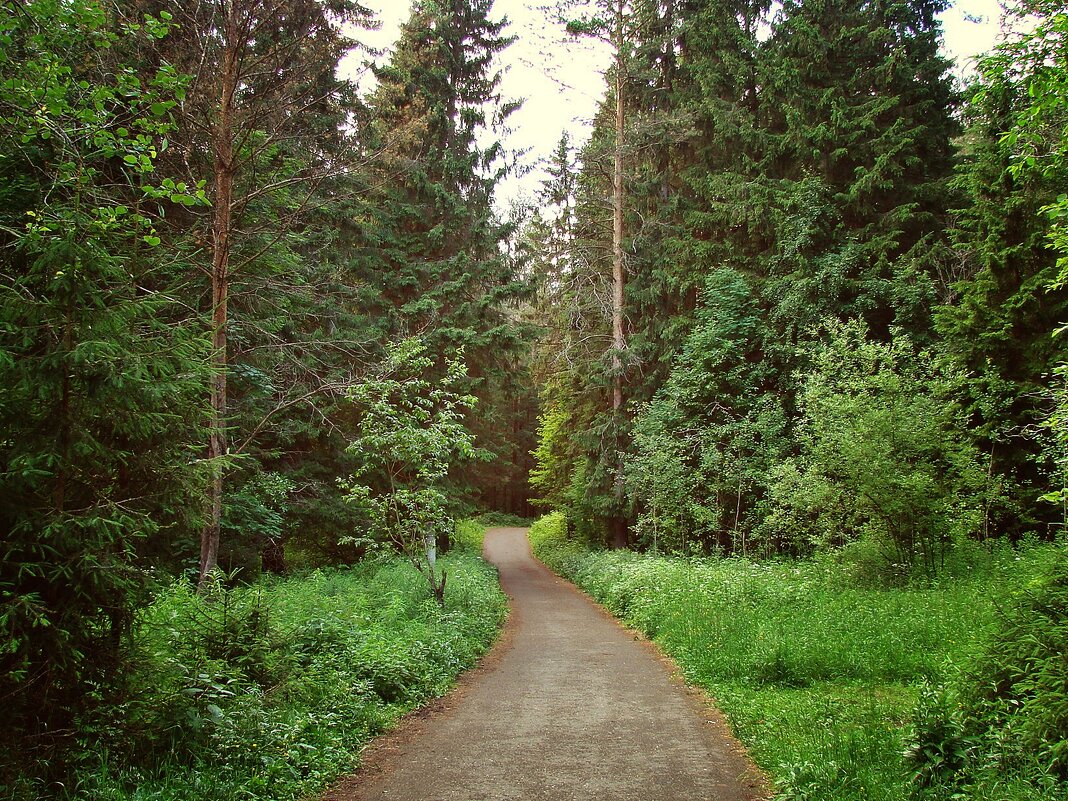 Путь в лес. - ANNA POPOVA