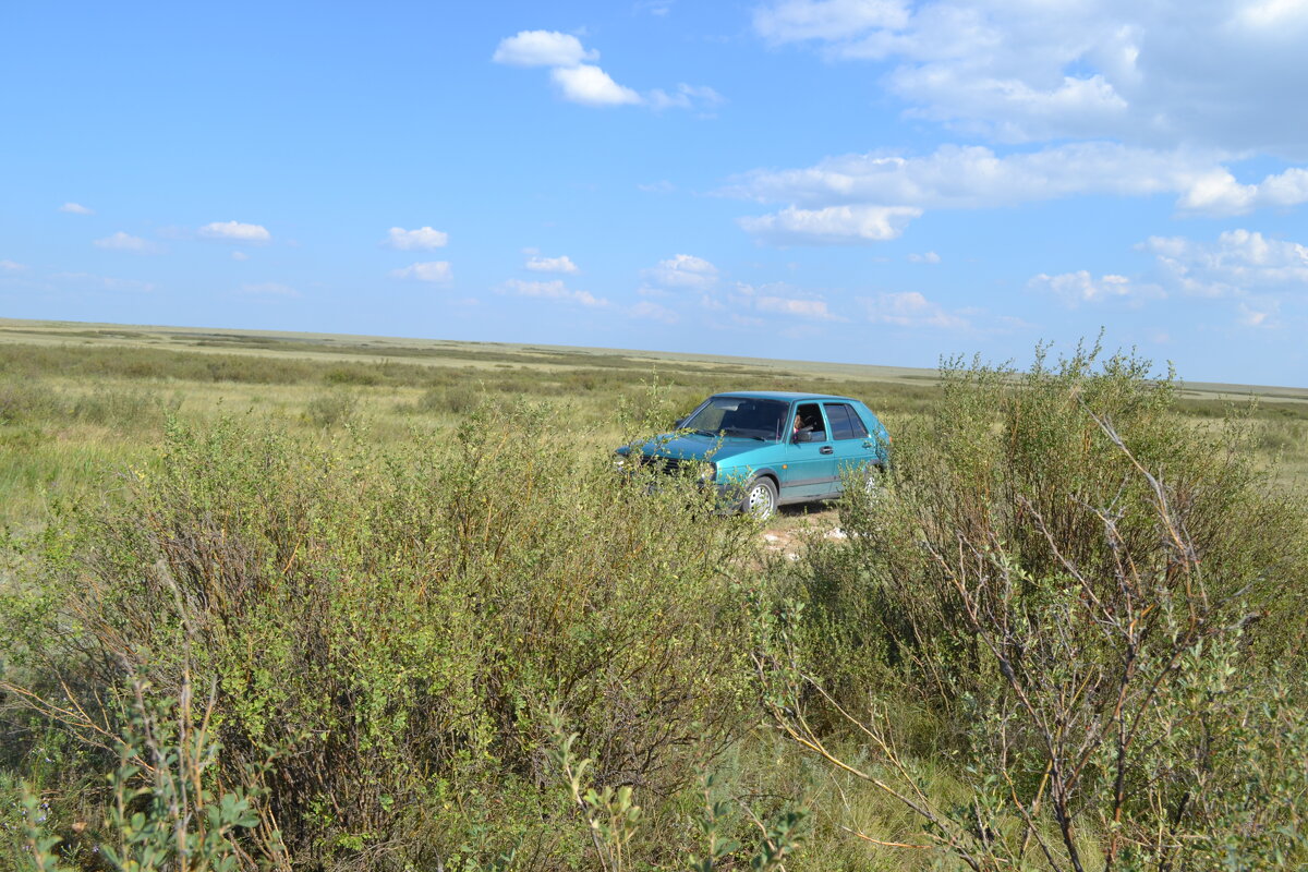 В степных джунглях... - Георгиевич 