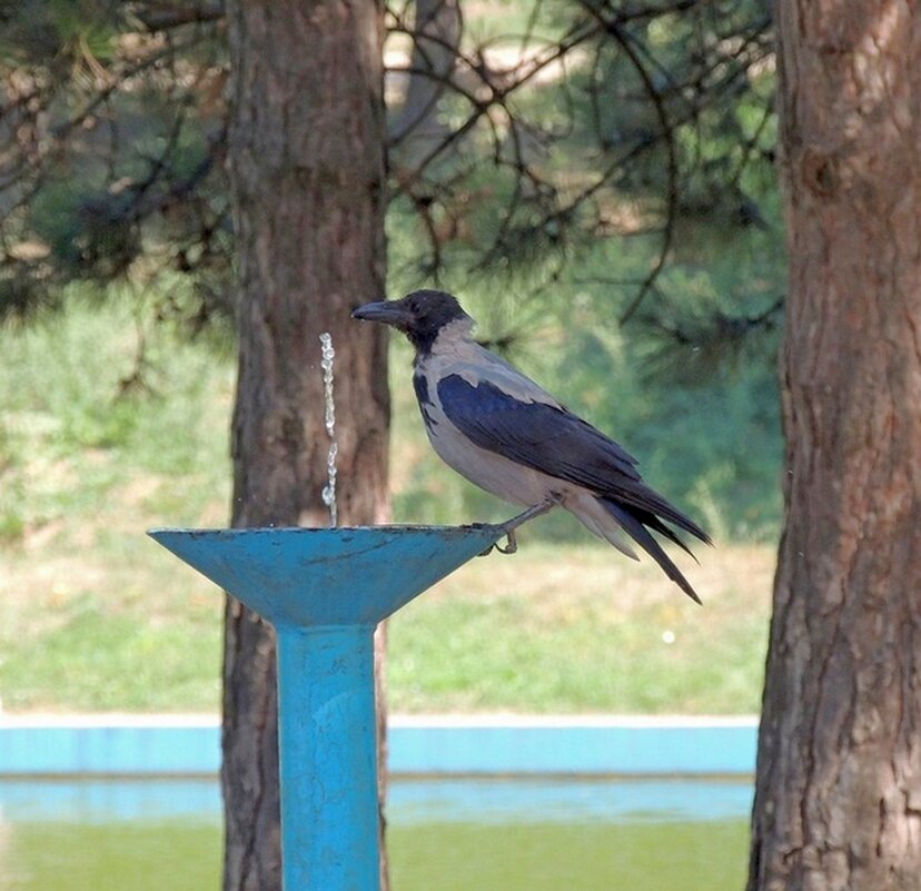 Ворона на водопое - Юрий Тихонов