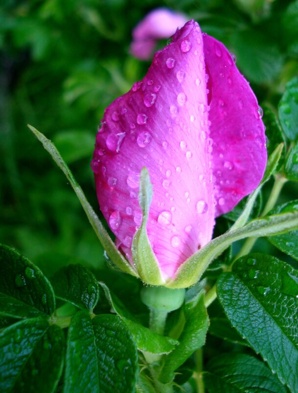 Цветок шиповника после дождя - pec-2008 