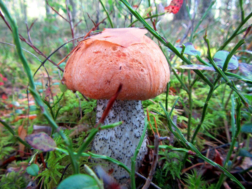 Карелия красный гриб