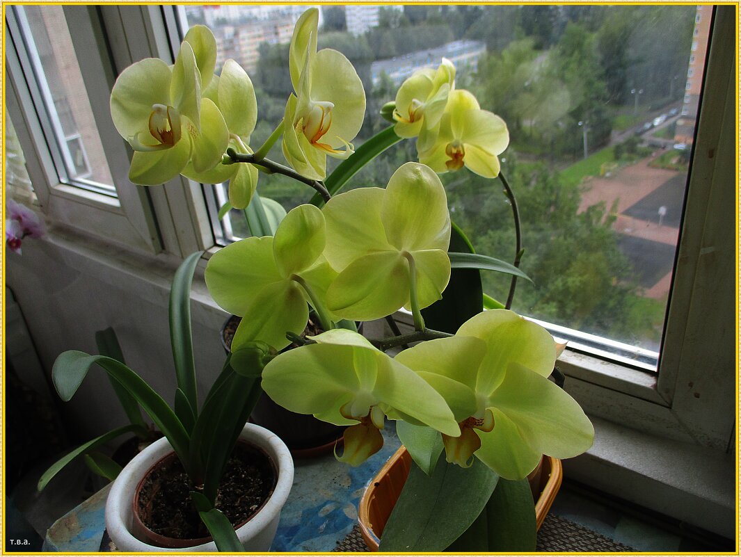 Желтпя орхидея - Вера 