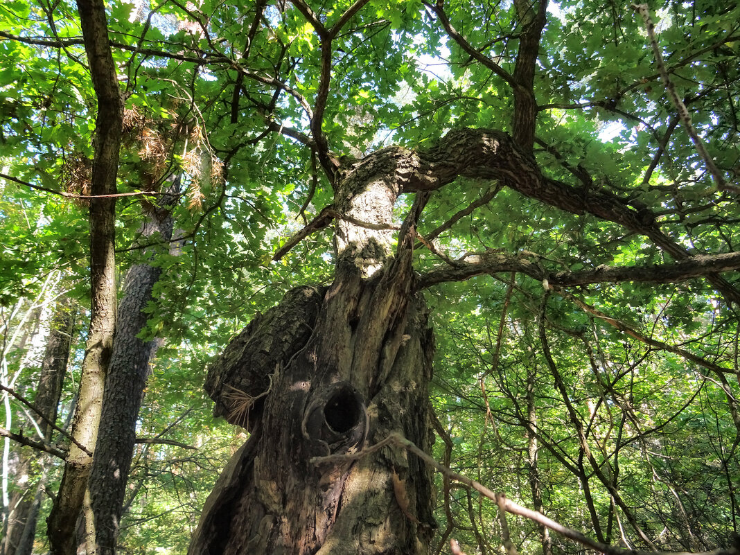 In The Shadow Of The Oaken Tree - Денис Бочкарёв