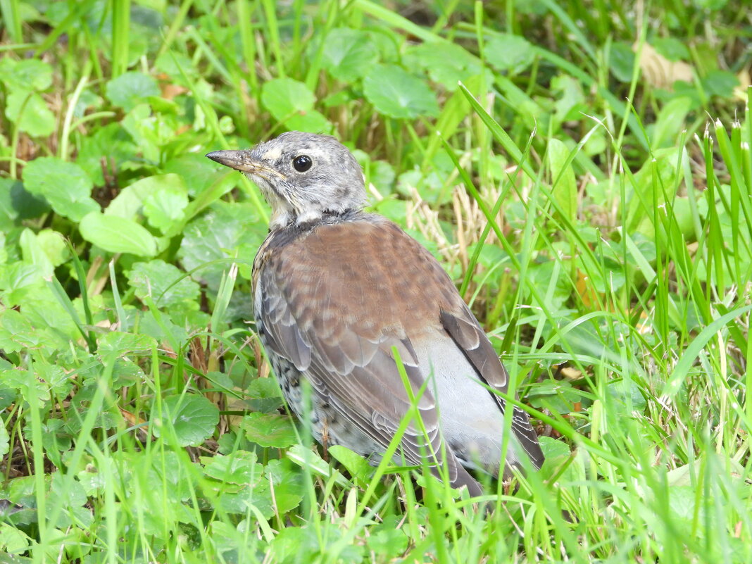 МУХОЛОВКА СЕРАЯ (Muscicapa striata) - Павел Fotoflash911 Никулочкин