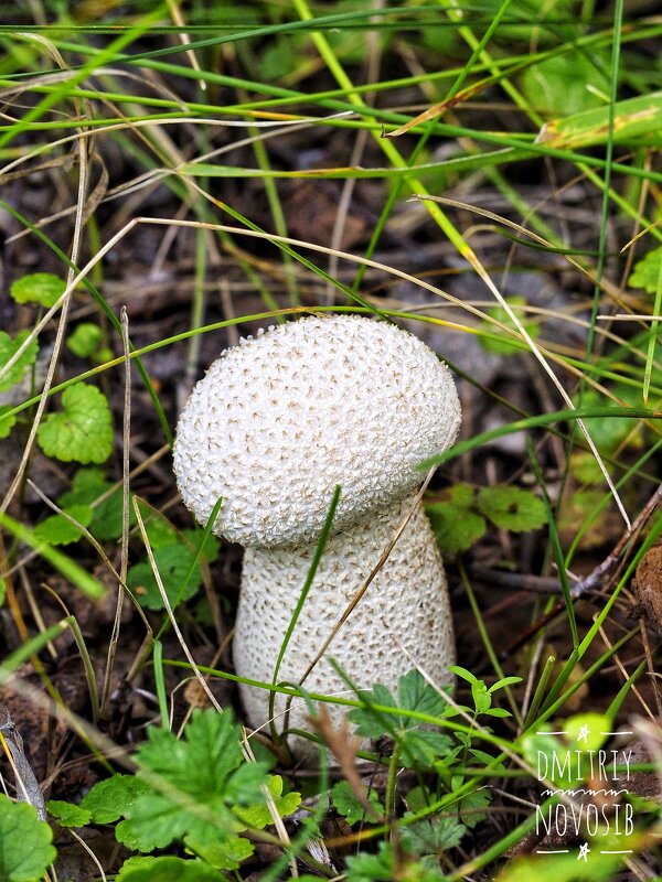 Разнообразный мир грибов ... - Дмитрий 