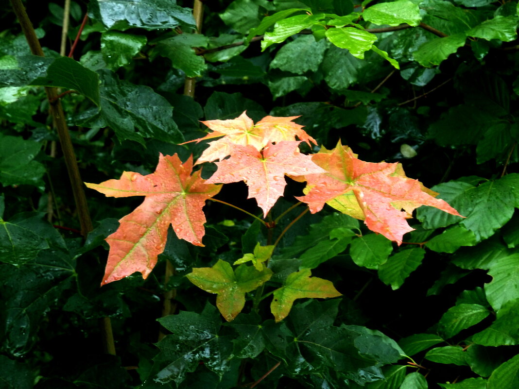 Осенняя листва - Heinz Thorns