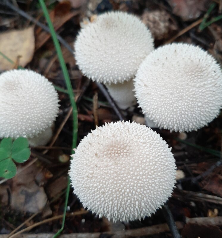 Дождевик — род грибов семейства Шампиньоновые - Елена Павлова (Смолова)