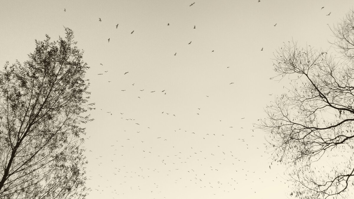 Птицы как листья... - Elena Ророva