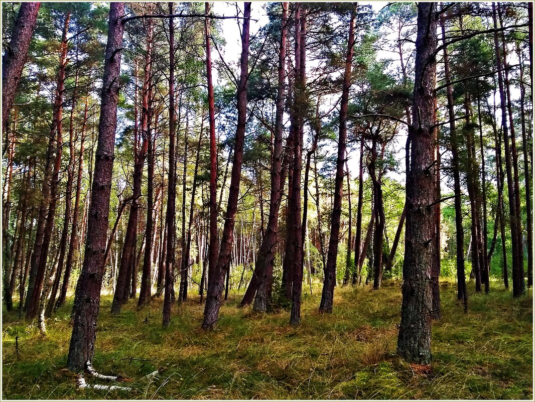 Сосновый лес. - Валерия Комова