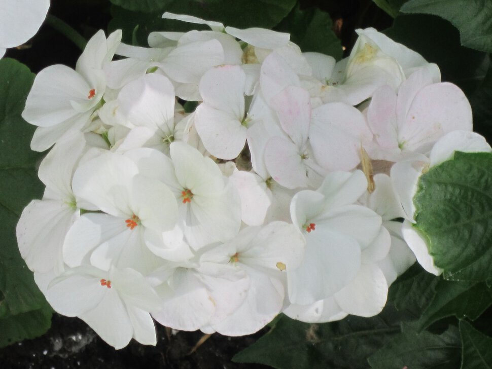 Белые цветы - Дмитрий Никитин