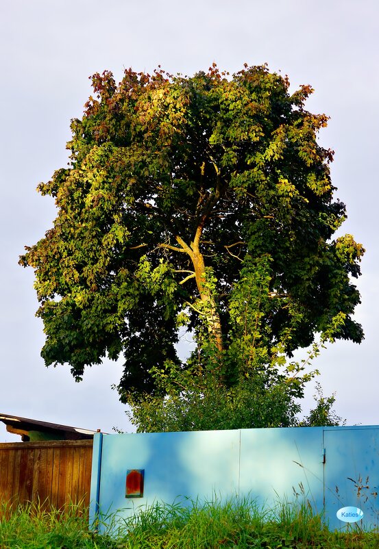 Солнечное дерево - Екатерина Забелина