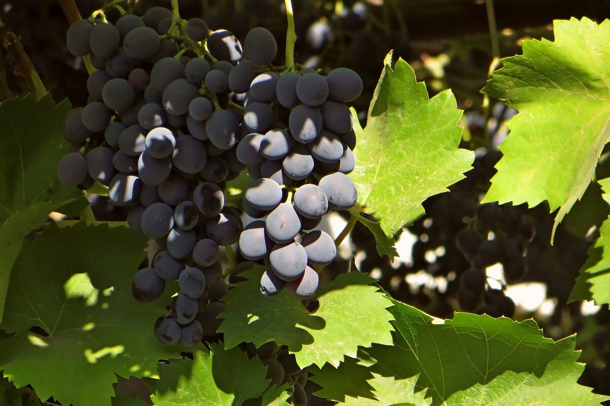 В Аксае во многих дворах растёт виноград, который часто используют в качестве навеса от солнца - Татьяна Смоляниченко