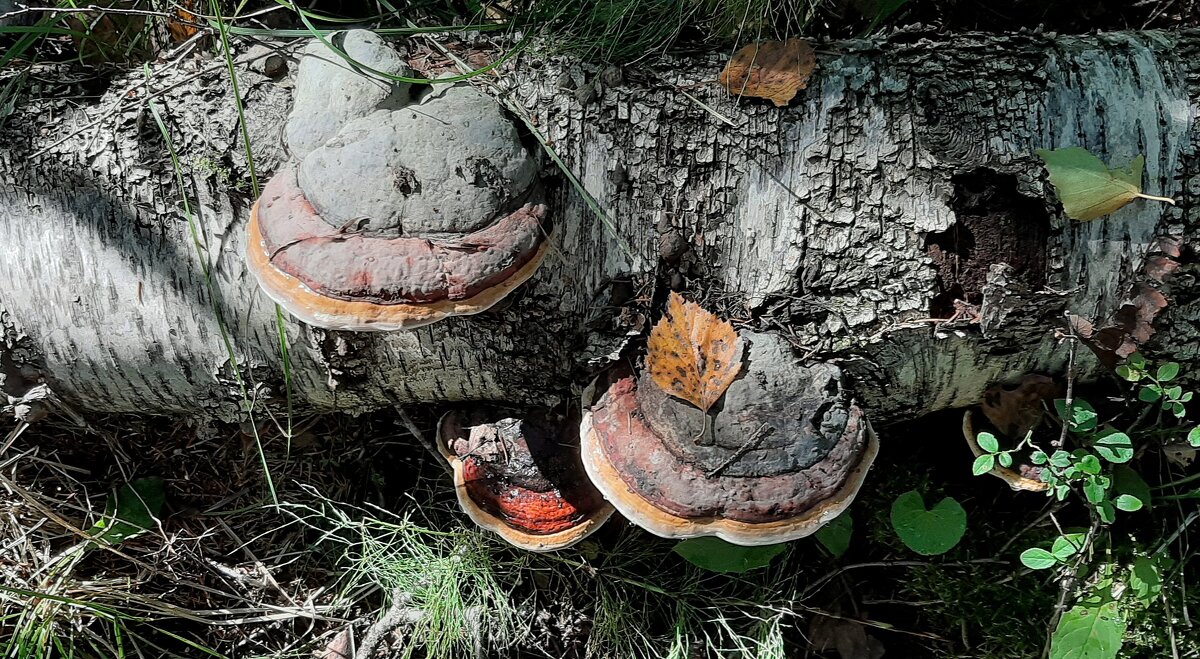 Такие разные грибы - Наталья Герасимова