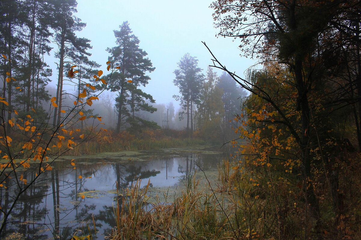Легкой дымкой осенний туман затушует за речкой пейзажи. - Volodymyr Shapoval VIS t