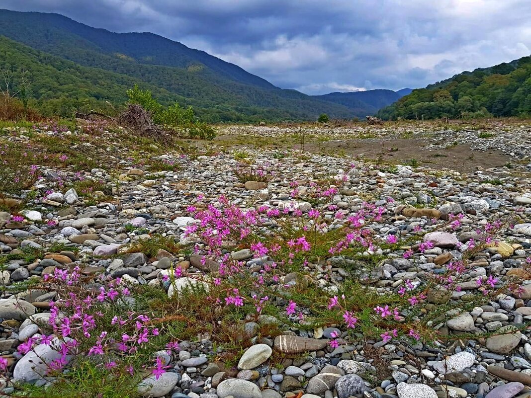 РЕКА ШАХЕ - Tata Wolf