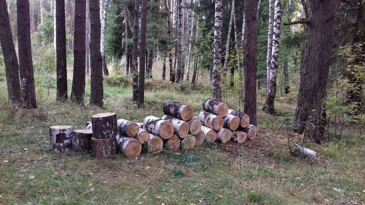 заготовка дров на зиму - Владимир 
