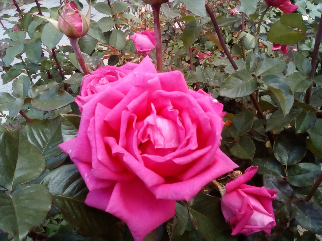 Роза любви... - Андрей Хлопонин